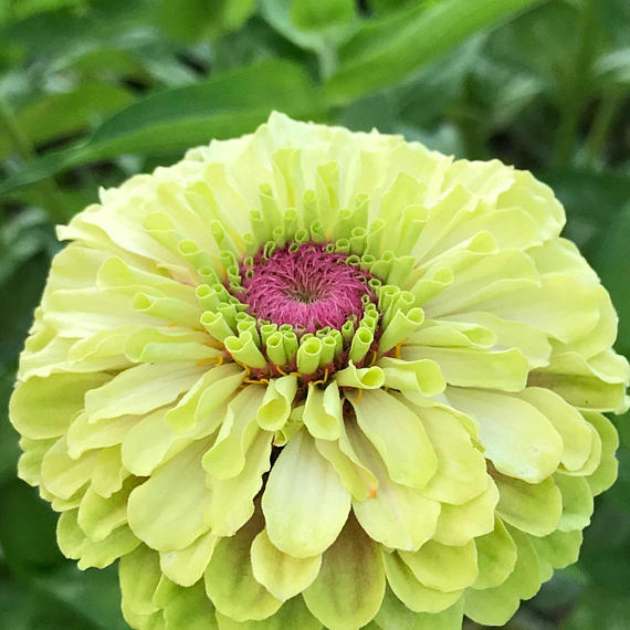 Pink Central Disc on Queen Lime Blush Zinnia