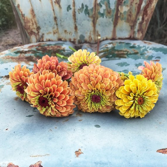 Queen Lime Orange Zinnia Seeds for sale