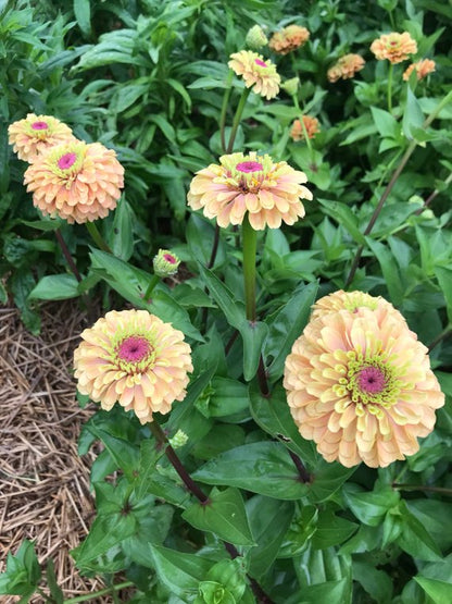 Orange Queen Lime Zinnias for Butterfly Gardens