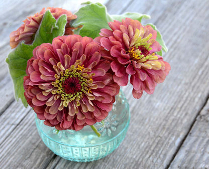Zinnia Seeds Queen Red Lime Unusual Coloring