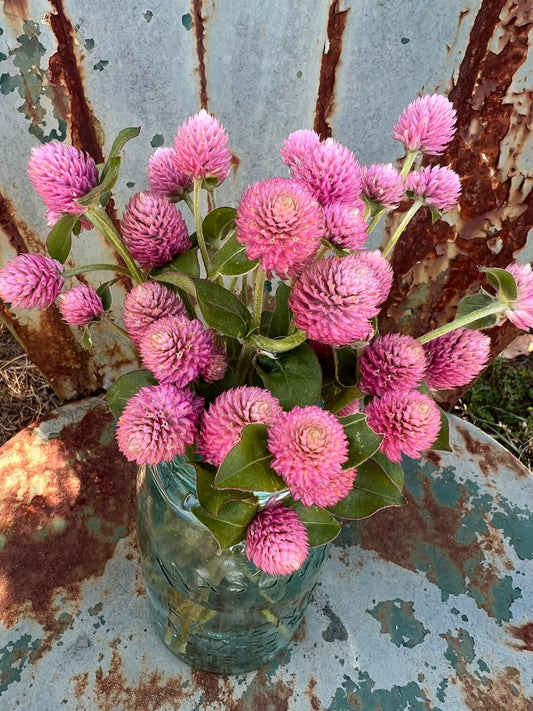 pink globe amaranth seeds