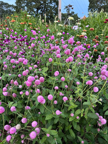 Raspberry Cream Gomphrena, Great for  Cut Flower Gardens