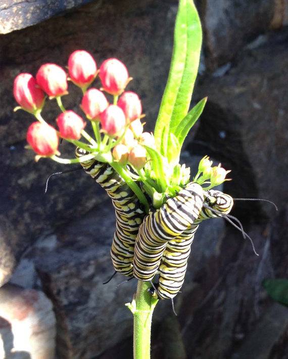 Monarch Caterpillars on Tropical Milkweed