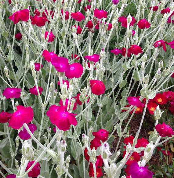 Rose Campion Lychnis coronaria seeds