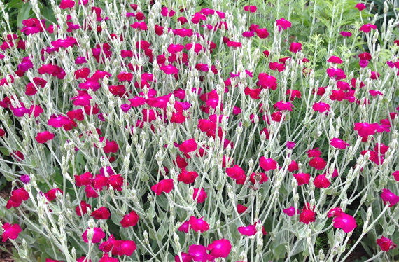 Rose Campion Cottage Garden Seeds