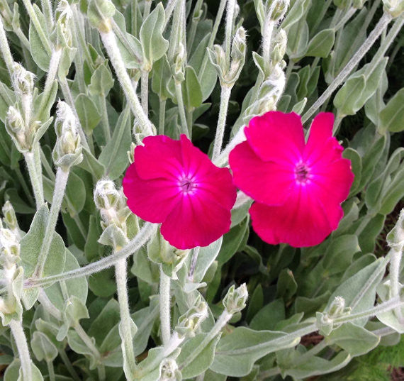 Lychnis coronaria Campion Seeds