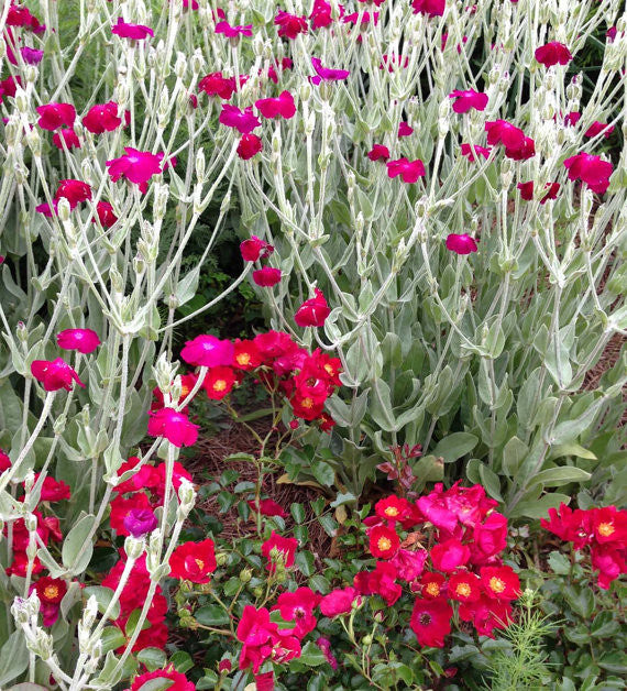 Rose Campion Heirloom Seeds