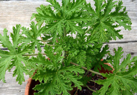 Rose Scented Geranium Fragrant Pelargonium