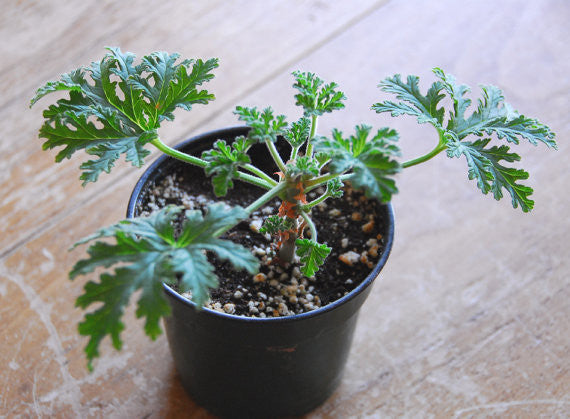 Herb Garden Scented Geranium Rose Fragrance