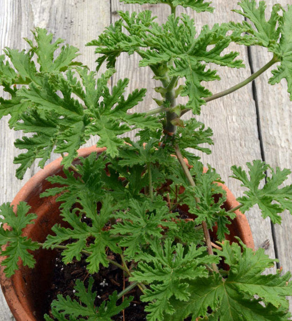 Scented Geranium Rose Scented Pelargonium