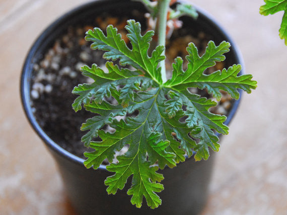 Pelargonium graveolens Old Fashioned Rose Scented Geranium Plant