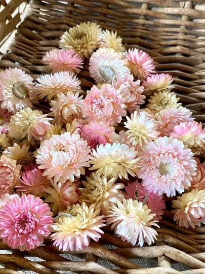 Silver rose strawflower in a range of pastel colors