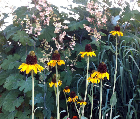 Rudbeckia maxima Seeds