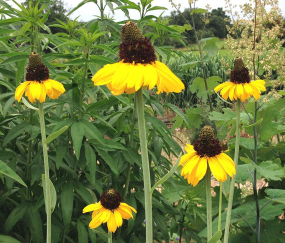 Giant Coneflower Rudbeckia maxima