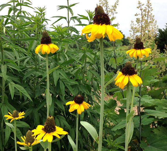 Rudbeckia Seeds Rudbeckia maxima 