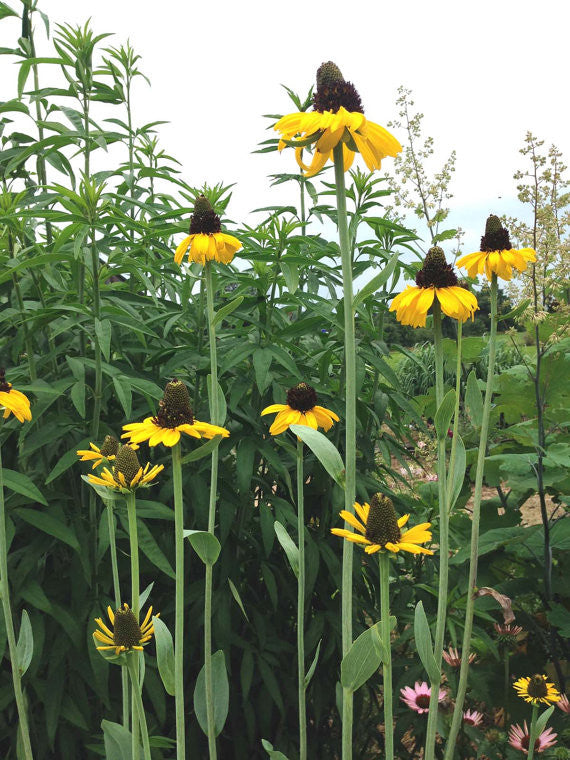 Giant Coneflower Rudbeckia maxima