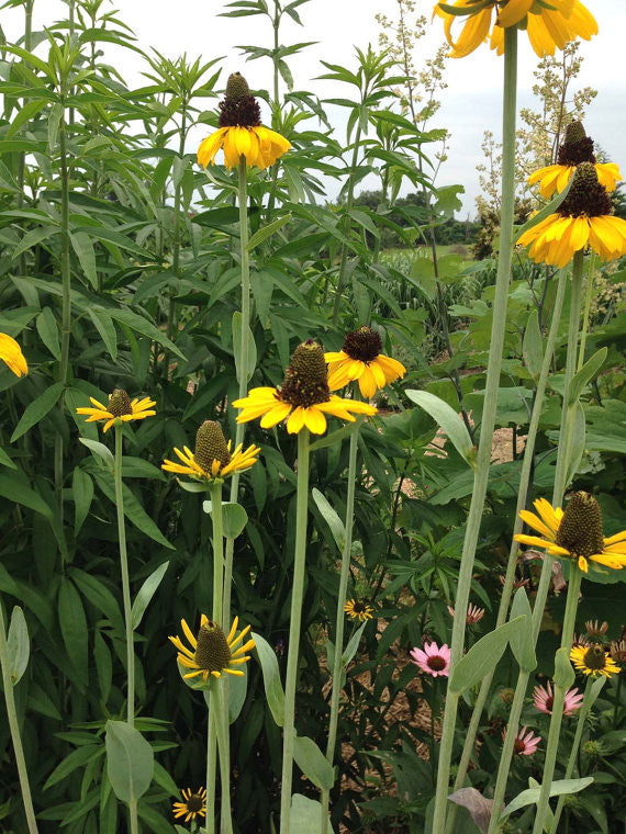 Cabbage Leaf Coneflowers Native Plant Seeds