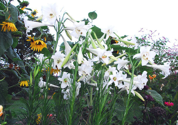 Formosa Lily Seeds Lilium formosanum