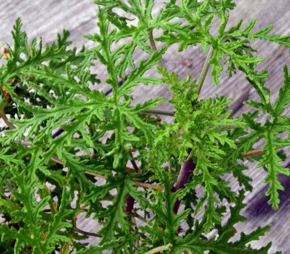 Skeleton Rose Scented Geranium