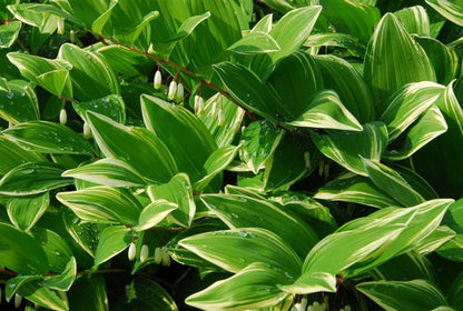 Variegated Solomons Seal Great Shade Garden Plant