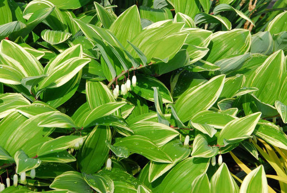 Polygonatum Variegated Solomon's Seal Plants for Sale