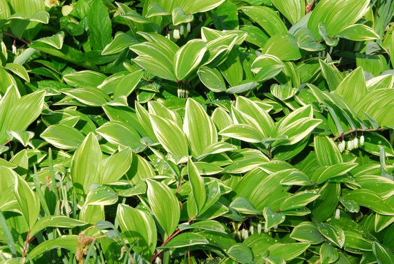 Shade Garden Plants Variegated Solomon's Seal