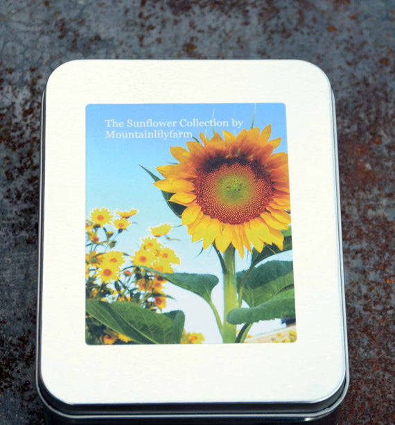 Sunflower Seeds in Gift Tin Great for Gardening with Kids