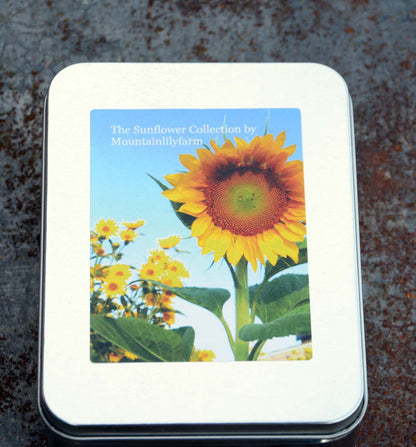 Sunflower Seeds in Gift Tin Great for Gardening with Kids