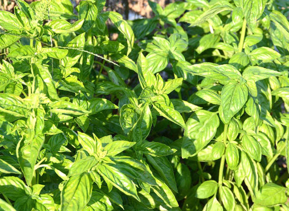 Organic Sweet Basil in the herb garden