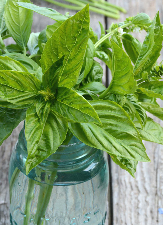 Basil Seeds Large Leaf Sweet Basil