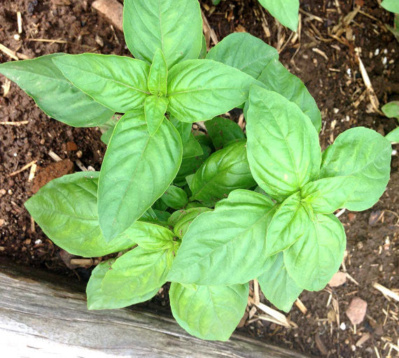 Sweet Basil Seedlings Ready to transplant