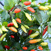 Hot Tabasco Peppers Great for Container Gardens