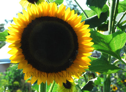 Taiyo Sunflower Seeds Heirloom Sunflowers