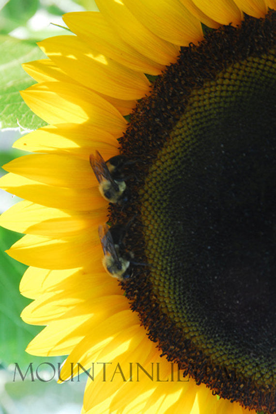 Large Sunflower Taiyo Sunflowers