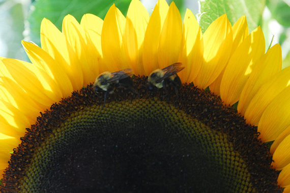 Taiyo Sunflower Seeds for Sale