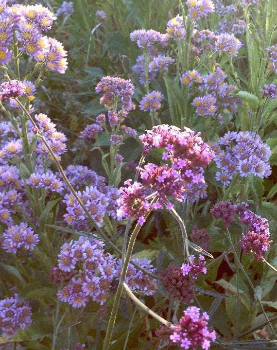 Purple Verbena Flowers