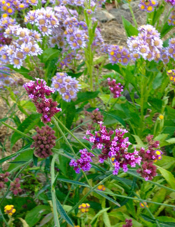 Buenos Aires Verbena bonariensis