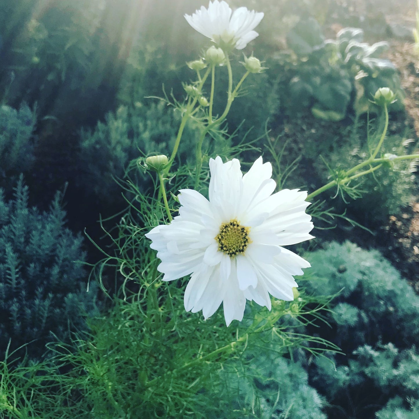 White Cosmos in the summer garden