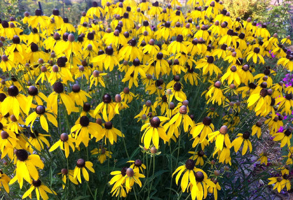 Gray Headed Coneflower Mexican Hat Plant
