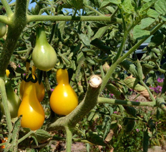 Heirloom Yellow Pear Cherry Tomato