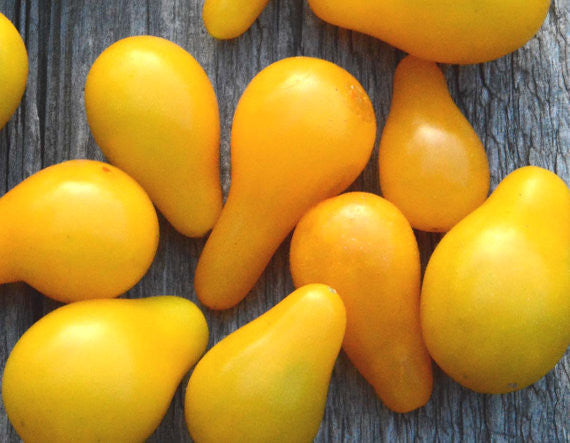 Open Pollinated Tomatoes Yellow Pear Cherry Tomato